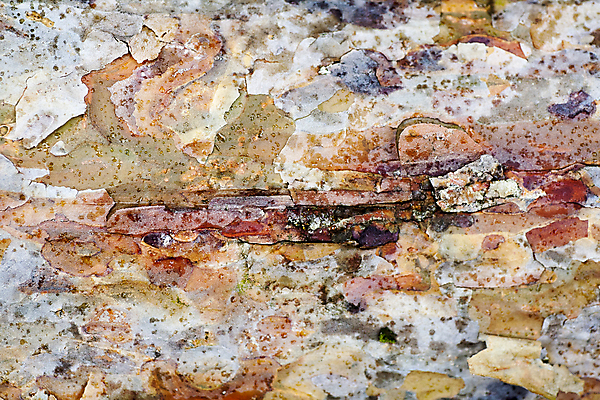 포토 JPG 해외이미지 나무 식물 디자인 벽 가구 백그라운드 패턴 곡선 자연 벽지 표면 추상 바닥 주택 사람없음 목재 장식 빨간색 갈색 줄무늬 수확 소나무 판넬 거친 균열 묘사 질감 복고 통나무 먼지 잡동사니 거짓 수목 엘리먼트 옛날 해외202004 해외포토 선 컬러 생활용품 무늬 농업 재료 모션 건물 생태계 파일형식 이미지허브