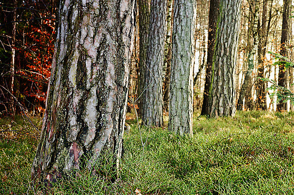 포토 JPG 해외이미지 나무 식물 계절 공원 유럽 잎 자연 이끼 서기 풍경 사람없음 야외 목재 가로 초록색 빛 평화 환경 봄 꿈 가을 나뭇가지 신선 황무지 숲 신비 나무껍질 공상 내추럴 땅바닥 옛날 해외202004 해외포토 공공시설 나라 컬러 컨셉 재료 모션 바닥 껍질 생태계 파일형식 이미지허브