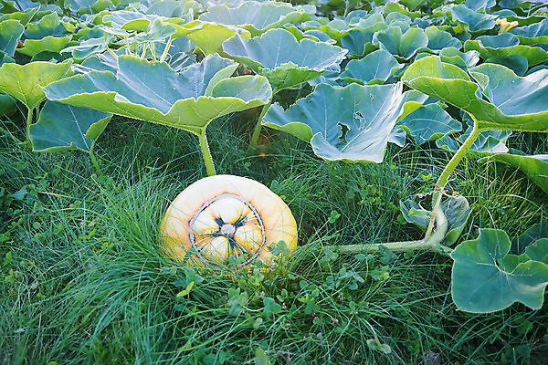 포토 JPG 해외이미지 식물 음식 백그라운드 잎 채소 자연 호박 건강 사람없음 야외 장식 초록색 컬러풀 정원 할로윈 수확 성장 가을 인도인 유기농 원예 내추럴 채식주의자 많음 해외202004 해외포토 외국인 웰빙 계절 컬러 컨셉 농업 동양인 취미 생태계 채식 파일형식 이미지허브