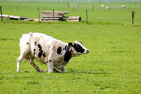 포토 JPG 해외이미지 동물 계절 농업 포유류 청소년 자연 서기 성인 사람없음 야외 쌓기 맑음 검은색 봄 흰색 자녀 소 주식 굽기 해외202004 해외포토 산업 컬러 모션 날씨 사람 금융 구이 생태계 파일형식 이미지허브