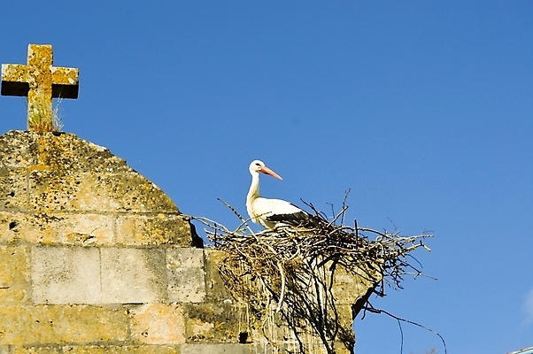 포토 JPG 해외이미지 동물 야생동물 백그라운드 신체 자연 조류 휴가 휴식 이야기 소년 사람없음 책 머리 검은색 프랑스 흰색 아기 큼 깃털 부리 양자리 계산서 외양간 고립 동물상 벌거벗은 황새 해외202004 해외포토 남자 유럽 어린이 컬러 컨셉 사람 신체부위 조형물 별자리 크기 생태계 파일형식 이미지허브