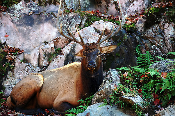 포토 JPG 해외이미지 나무 동물 공원 남자 야생동물 포유류 자연 뿔 동물원 사람없음 야외 달러 가을 바퀴자국 황소 엘크 와이오밍 전국 해외202004 해외포토 식물 계절 공공시설 돈 자국 사람 소 생태계 파일형식 이미지허브
