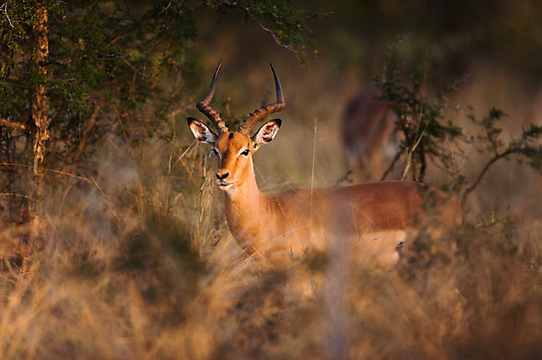 포토 JPG 해외이미지 동물 1 응시 시선 공원 남자 얼굴 아프리카 자연 사슴 뿔 서기 성인 사람없음 야외 초록색 잡기 점 먹이 사파리 손목시계 싱글 영양 남쪽 노려봄 남아프리카 램 전국 해외202004 해외포토 공공시설 나라 시계 컬러 장신구 포유류 모션 표정 사람 신체부위 방향 생태계 파일형식 이미지허브