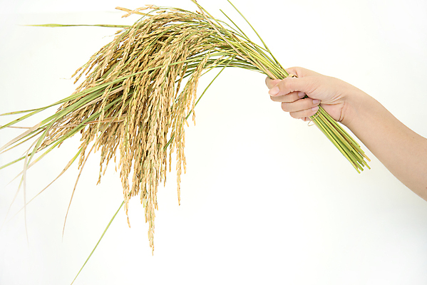 포토 JPG 해외이미지 식물 음식 빵 줄기 백그라운드 컨셉 농업 자연 밥 건조 사람없음 빨간색 농작물 우주 수확 성장 가을 흰색 못 황금 낟알 시리얼 밀 다발 묶기 심볼 보따리 활 보리 귀 밀짚 내추럴 밭일 해외202004 해외포토 계절 산업 컬러 모션 곡류 신체부위 공구 짚 생태계 파일형식 이미지허브