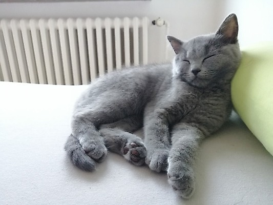 포토 JPG 해외이미지 동물 라이프스타일 얼굴 백그라운드 포유류 휴식 피곤 사랑 성인 사람없음 반려동물 소파 고양이 회색 슬픔 침대 잠 닫기 달콤 야간 작음 콧수염 부드러움 솜털 거짓말 유래 안락 해외202004 해외포토 자연요소 감정 컬러 가구 컨셉 의자 모션 수염 사람 생활 신체부위 감각 맛 크기 파일형식 이미지허브