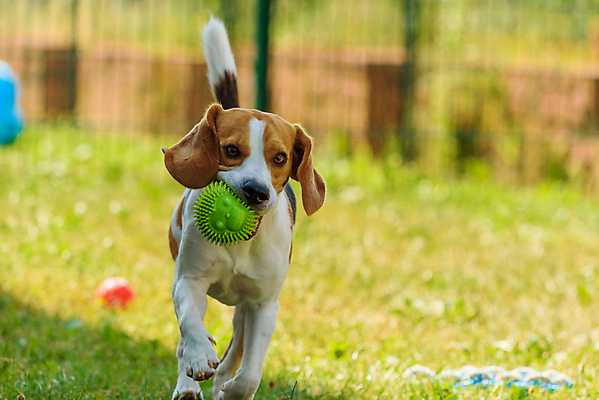 포토 JPG 해외이미지 동물 공원 행복 포즈 밭 장난 자연 놀이 기술 건강 잔디 사람없음 야외 여름 반려동물 장난감 달리기 운동 점프 봄 기쁨 에너지 게임 잡기 개 속도 흥분 비글 송곳니 신앙심 요령 해외202004 해외포토 식물 계절 공공시설 감정 농업 포유류 모션 치아 생태계 파일형식 이미지허브