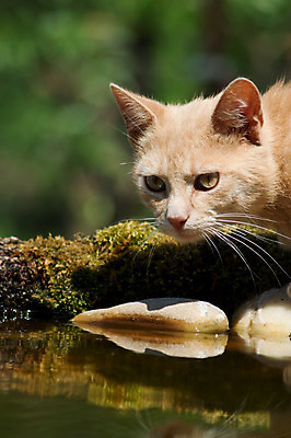 포토 JPG 해외이미지 동물 포유류 자연 수염 털 잔디 사람없음 야외 빨간색 초록색 반려동물 노란색 정원 고양이 봄 달콤 모피 솜털 해외202004 해외포토 식물 계절 컬러 맛 생태계 파일형식 이미지허브