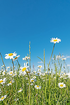 포토 JPG 해외이미지 식물 계절 공원 꽃잎 꽃 백그라운드 꽃무늬 밭 자연 하늘 건강 잔디 사람없음 야외 초록색 여름 파란색 햇빛 태양 약 노란색 환경 정원 맑음 봄 벚꽃 흰색 시골 신선 그룹 허브 심볼 순수 묘사 데이지 내추럴 해외202004 해외포토 자연요소 공공시설 컬러 컨셉 무늬 농업 의학 날씨 생태계 파일형식 이미지허브