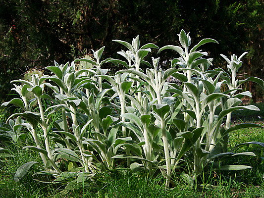 포토 JPG 해외이미지 식물 공원 줄기 잎 자연 털 사람없음 장식 초록색 빛 머리 정원 회색 은색 허브 묘사 귀 부드러움 솜털 내추럴 영원 해외202004 해외포토 공공시설 컬러 신체부위 감각 생태계 파일형식 이미지허브