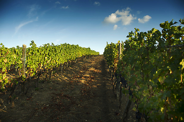 포토 JPG 해외이미지 여행 잎 밭 농업 과일 자연 포도 풍경 사람없음 초록색 농장 와인 이탈리아 수확 가을 시골 포도밭 줄서기 토스카나 해외202004 해외포토 식물 계절 유럽 산업 컬러 모션 주류 생태계 파일형식 이미지허브