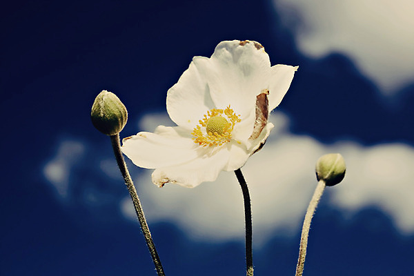 포토 JPG 해외이미지 식물 계절 꽃잎 꽃 잎 꽃무늬 자연 사람없음 목재 머리 정원 일본 봄 들꽃 성장 벚꽃 흰색 개화 닫기 숲 순수 원예 결백 아네모네 영원 해외202004 해외포토 나무 아시아 컬러 컨셉 무늬 재료 모션 취미 신체부위 생태계 파일형식 이미지허브