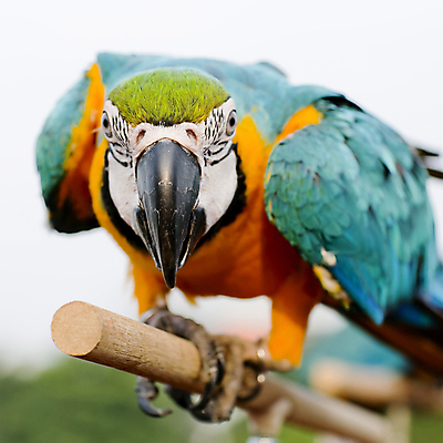 포토 JPG 해외이미지 나무 식물 동물 야생동물 조류 사람없음 컬러풀 나뭇가지 앵무새 해외202004 해외포토 컬러 파일형식 이미지허브