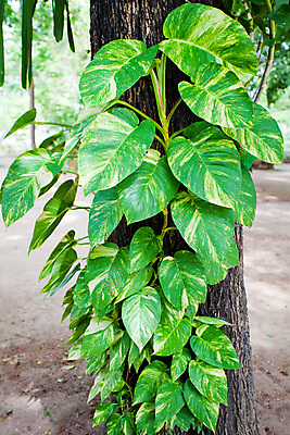 포토 JPG 해외이미지 나무 식물 공원 꽃 잎 꽃무늬 자연 사람없음 야외 목재 초록색 빛 정원 벚꽃 나뭇가지 신선 개화 내추럴 생태학 해외202004 해외포토 공공시설 교육 컬러 무늬 재료 생태계 파일형식 이미지허브