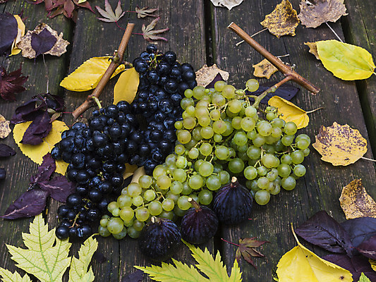 포토 JPG 해외이미지 음식 백그라운드 잎 과일 탁자 포도 건강 사람없음 목재 가로 초록색 파란색 세트 노란색 식사 수확 가을 신선 그룹 닫기 달콤 무화과 숙성 채식주의자 해외202004 해외포토 나무 식물 계절 컬러 가구 농업 재료 모션 맛 채식 파일형식 이미지허브