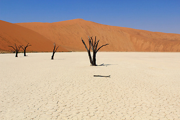포토 JPG 해외이미지 나무 식물 공원 모래 여행 아프리카 자연 하늘 휴가 산 건조 따뜻함 풍경 경사 사람없음 야외 빨간색 파란색 계곡 사막 죽음 뜨거움 황무지 큼 모래언덕 언덕 산등성이 나미비아 옛날 전국 평야 해외202004 해외포토 공공시설 나라 컬러 크기 생태계 남아프리카 파일형식 이미지허브
