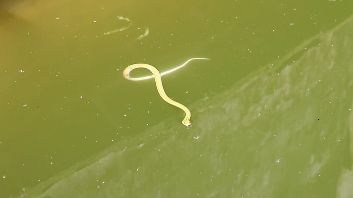 포토 JPG 해외이미지 동물 야생동물 바다 백그라운드 패턴 파충류 자연 사람없음 물 갈색 환경 뱀 위험 공격 혀 피부 고립 버마 해외202004 해외포토 자연요소 컬러 컨셉 무늬 모션 신체부위 입 생태계 파일형식 이미지허브