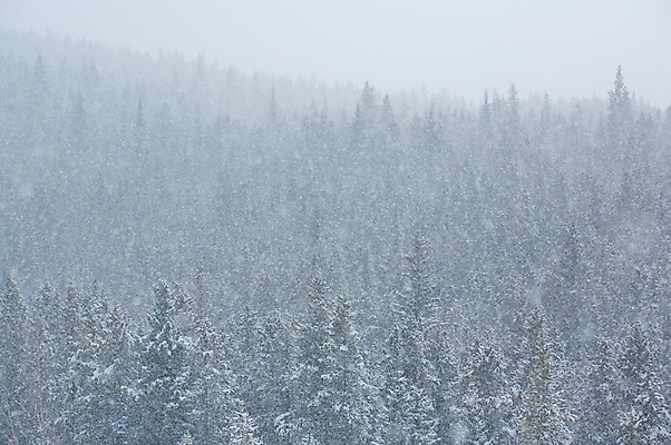 포토 JPG 해외이미지 나무 조각 겨울 바람 날씨 사람없음 추위 흰색 숲 시원함 폭풍 눈보라 해외202004 해외포토 자연요소 식물 계절 컬러 눈_날씨 파일형식 이미지허브