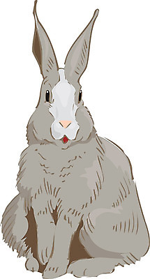 포토 JPG 해외이미지 동물 행복 포유류 휴가 부활절 털 사람없음 반려동물 갈색 달러 흰색 토끼 달콤 설치류 모피 귀 솜털 고립 기르기 해외202004 해외포토 기념일 감정 컬러 돈 신체부위 맛 돌봄 파일형식 이미지허브