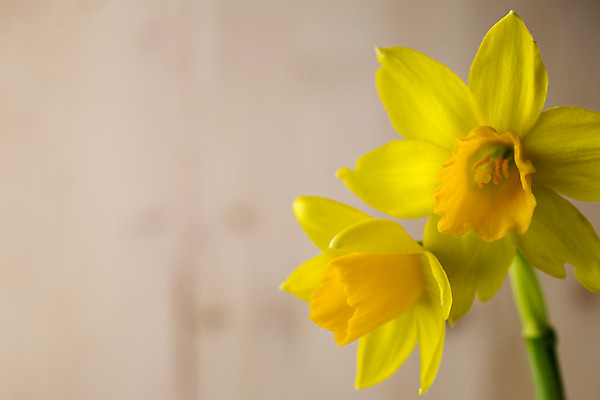 포토 JPG 해외이미지 꽃잎 꽃 꽃무늬 자연 부활절 사람없음 노란색 봄 성장 벚꽃 수선화 해외202004 해외포토 식물 계절 기념일 컬러 무늬 생태계 파일형식 이미지허브