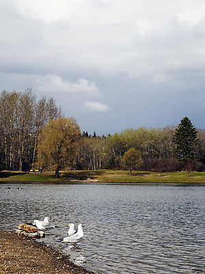 포토 JPG 해외이미지 나무 동물 구름 공원 호수 모래 백그라운드 날개 자연 갈매기 조류 하늘 휴식 항해 풍경 사람없음 야외 초록색 물 여름 파란색 환경 산책 자유 바위 흰색 연못 깃털 번짐 먼지 내추럴 무료 해외202004 해외포토 자연요소 식물 계절 공공시설 컬러 컨셉 배_교통 돌_바위 생태계 파일형식 효과 이미지허브