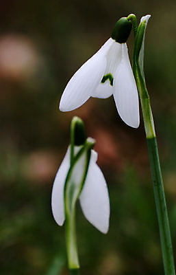 포토 JPG 해외이미지 꽃잎 꽃 사람없음 아웃포커스 개화 스노드롭 해외202004 해외포토 식물 촬영기법 파일형식 이미지허브