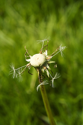 포토 JPG 해외이미지 식물 꽃 시계 자연 씨앗 사람없음 초록색 머리 침묵 흰색 닫기 복잡 타격 해외202004 해외포토 컬러 컨셉 모션 신체부위 소리 생태계 파일형식 이미지허브