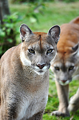 포토 JPG 해외이미지 동물 응시 교육 야생동물 과학 포유류 가족 자연 동물원 육류 사람없음 달리기 갈색 점프 검은색 수영 고양이 미국 흰색 보호 울음 위험 큼 먹이 먹기 속도 사냥 오르기 날카로움 육식동물 지역 사냥꾼 북쪽 동쪽 표범 남쪽 토막 송곳니 발톱 수유 해외202004 해외포토 직업 시선 컬러 컨셉 북아메리카 식재료 관계 모션 발 표정 반려동물 수상스포츠 치아 크기 방향 생태계 파일형식 이미지허브