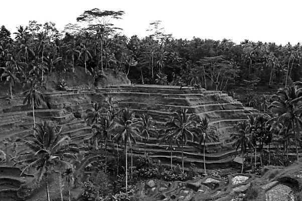 포토 JPG 해외이미지 식물 아시아 문화 선 음식 여행 백그라운드 패턴 농업 자연 밥 휴가 풍경 사람없음 야외 물 농장 평화 환경 검은색 성장 흰색 시골 낟알 언덕 유기농 발리 인도네시아 장면 논밭 밭일 해외202004 해외포토 자연요소 웰빙 나라 산업 컬러 섬 컨셉 무늬 밭 논 생태계 파일형식 이미지허브