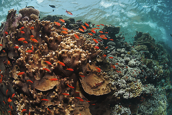 포토 JPG 해외이미지 이집트 어류 사람없음 물 햇빛 수중 산호 바쁨 암초 홍해 해외202004 해외포토 자연요소 바다 아프리카 태양 수중동물 자포동물 파일형식 이미지허브