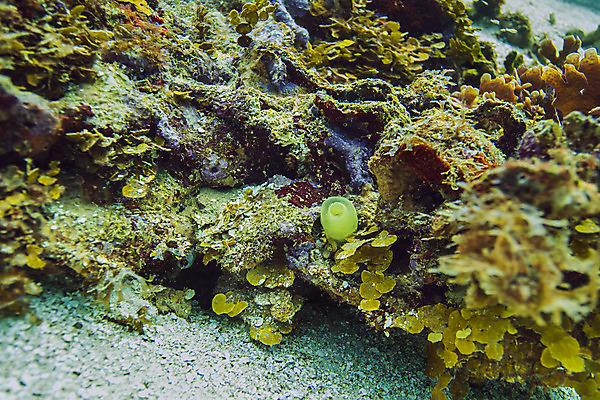 포토 JPG 해외이미지 야생동물 바다 학교 자연 열대 어류 풍경 사람없음 물 컬러풀 바닷속 수중 미국 다양 스노클링 산호 다이빙 암초 석호 깊이 동물상 소금물 이국적 해외202004 해외포토 자연요소 동물 교육 컬러 다수 북아메리카 조형물 수영 수중동물 수상스포츠 자포동물 생태계 수중스포츠 파일형식 이미지허브