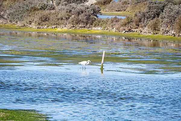 포토 JPG 해외이미지 동물 호수 야생동물 이동 날개 자연 조류 아침 종류 사람없음 야외 물 강 평화 환경 연못 그룹 황무지 습지 왜가리 깃털 부리 물새 서식지 철새 동물상 해외202004 해외포토 주간 자연요소 컨셉 조형물 생태계 파일형식 이미지허브