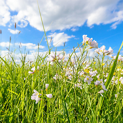 포토 JPG 해외이미지 나무 식물 구름 계절 꽃 백그라운드 잎 밭 농업 자연 하늘 아침 날씨 풍경 잔디 사람없음 야외 초록색 여름 파란색 빛 컬러풀 햇빛 태양 농장 노란색 일출 환경 맑음 일몰 봄 자유 성장 흰색 시골 신선 땅 장면 내추럴 수평선 해외202004 해외포토 주간 자연요소 산업 컬러 컨셉 노을 생태계 파일형식 이미지허브