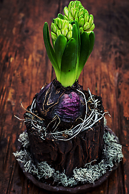 포토 JPG 해외이미지 식물 계절 꽃잎 꽃 화분 줄기 꽃다발 꽃무늬 전구 자연 사람없음 장식 초록색 정원 흙 봄 활발 성장 벚꽃 개화 냄비 4월 다발 원예 향기 히아신스 해외202004 해외포토 컬러 컨셉 무늬 취미 날짜 솥 생태계 냄새 파일형식 이미지허브