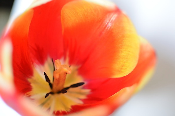 포토 JPG 해외이미지 식물 계절 꽃잎 꽃 백그라운드 꽃무늬 자연 추상 실내 사람없음 빨간색 초록색 물 컬러풀 노란색 머리 봄 튤립 성장 벚꽃 신선 오픈 신용카드 개화 센터 닫기 떨어짐 이슬 묘사 질감 부드러움 내추럴 꽃수술 핵심 해외202004 해외포토 자연요소 컬러 컨셉 무늬 모션 내부 신체부위 금융 감각 생태계 파일형식 이미지허브