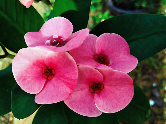 포토 JPG 해외이미지 나무 식물 공원 꽃잎 꽃 아시아 분홍색 백그라운드 잎 꽃무늬 자연 왕관 사람없음 빨간색 초록색 정원 봄 벚꽃 흰색 신선 개화 내추럴 해외202004 해외포토 계절 공공시설 나라 컬러 무늬 생태계 파일형식 이미지허브