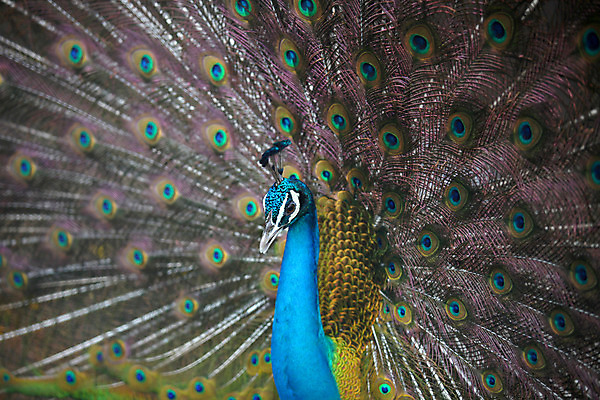 포토 JPG 해외이미지 동물 남자 아시아 야생동물 패턴 자연 조류 기술 사람없음 초록색 파란색 컬러풀 머리 활발 의식 우아함 공작 전시회 깃털 질감 꼬리 부리 목 보여주기 꿩 수탉 멀티 웅장함 터키석 해외202004 해외포토 나라 컬러 컨셉 무늬 모션 사람 신체부위 전시 닭 보석 수컷 생태계 파일형식 이미지허브