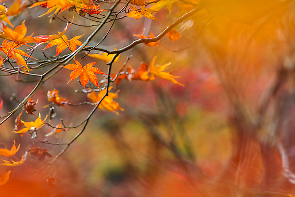 포토 JPG 해외이미지 나무 식물 계절 공원 백그라운드 컨셉 단풍 잎 패턴 오렌지 자연 벽지 추상 프레임 건조 풍경 사람없음 빨간색 빛 컬러풀 태양 노란색 환경 일본 맑음 활발 덮개 가을 숲 묘사 유기농 질감 보케 내추럴 블러 해외202004 해외포토 자연요소 웰빙 공공시설 아시아 컬러 무늬 과일 날씨 뚜껑 생태계 파일형식 이미지허브