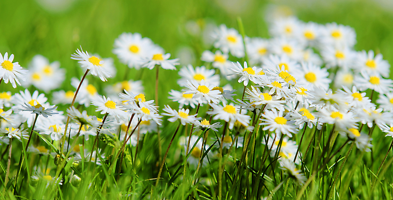 포토 JPG 해외이미지 꽃 자연 사람없음 초록색 봄 벚꽃 데이지 해외202004 해외포토 식물 계절 컬러 생태계 파일형식 이미지허브