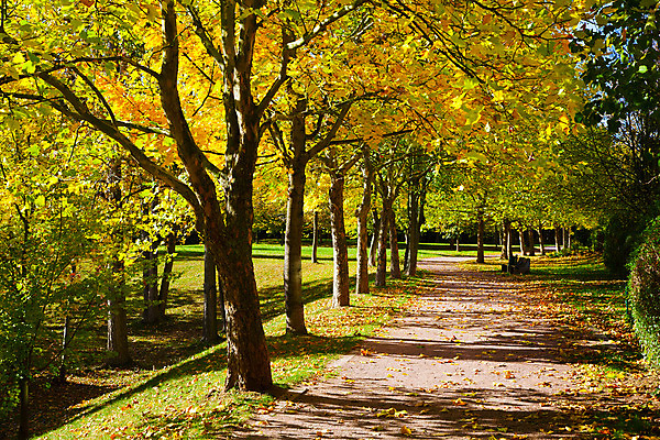 포토 JPG 해외이미지 나무 계절 공원 도로 낙엽 잎 자국 자연 휴식 거리 사람 잔디 사람없음 야외 목재 초록색 운동 노란색 걷기 환경 화목 고요 봄 가을 보행자 황금 큼 오솔길 생태계 조경 커뮤니티 이웃 교외 생태학 해외202004 해외포토 식물 공공시설 교육 길 컬러 컨셉 재료 교통시설 모션 건강 크기 파일형식 이미지허브