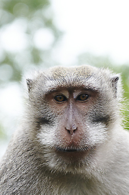 포토 JPG 해외이미지 남자 사람없음 회색 원숭이 리더 발리 인도네시아 옛날 해외202004 해외포토 아시아 컬러 섬 포유류 사람 파일형식 이미지허브
