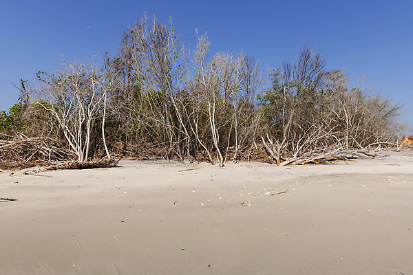 포토 JPG 해외이미지 나무 식물 공원 지구 모래 바다 섬 자연 날씨 휴가 따뜻함 그림자 사람 풍경 사람없음 초록색 물 파란색 글로벌 햇빛 환경 맑음 미국 침묵 나뭇가지 죽음 만 뜨거움 보호 습지 홍수 썰물 부식 사냥 기후변화 혼자 해외202004 해외포토 자연요소 공공시설 컬러 컨셉 북아메리카 태양 소리 변화 자연재해 생태계 파일형식 이미지허브