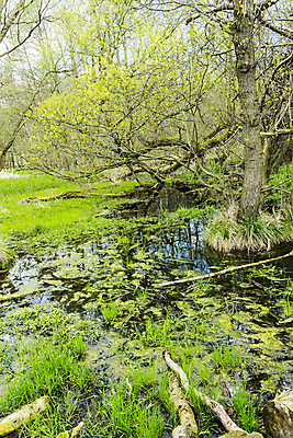 포토 JPG 해외이미지 나무 식물 구름 유럽 줄기 자연 하늘 휴가 독일 풍경 사람없음 목재 물 파란색 절벽 시골 황무지 숲 자작나무 깨짐 발트해 그리너리 해외202004 해외포토 자연요소 나라 바다 컬러 컨셉 재료 북유럽 생태계 파일형식 트랜드컬러 이미지허브