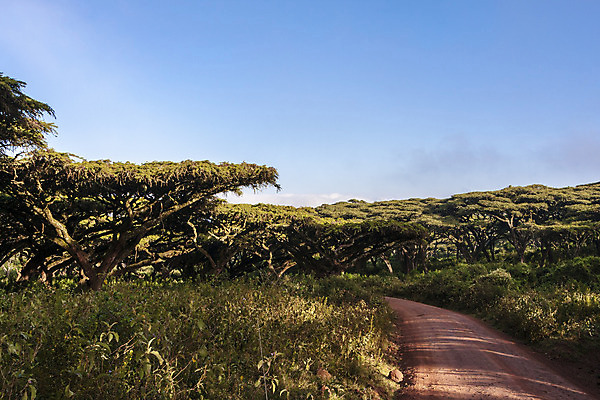포토 JPG 해외이미지 나무 식물 도로 아프리카 하늘 풍경 사람없음 초록색 파란색 먼지 탄자니아 해외202004 해외포토 나라 길 컬러 교통시설 파일형식 이미지허브