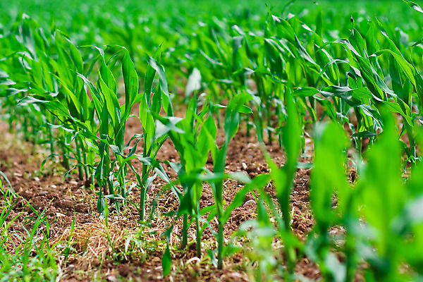 포토 JPG 해외이미지 식물 계절 산업 음식 줄기 잎 밭 농업 채소 자연 날씨 건강 옥수수 풍경 사람없음 야외 초록색 여름 농작물 컬러풀 농장 환경 봄 수확 성장 시골 신선 낟알 묘사 유기농 먼지 진흙 내추럴 밭일 줄서기 해외202004 해외포토 웰빙 컬러 모션 곡류 생태계 파일형식 이미지허브
