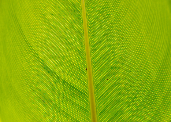 포토 JPG 해외이미지 식물 계절 줄기 백그라운드 잎 밭 자연 날씨 건강 풍경 잔디 사람없음 야외 초록색 물 여름 햇빛 평화 환경 정원 화목 침묵 봄 활발 성장 물방울 신선 소프트포커스 빗방울 허브 순수 생물학 내추럴 생태학 카피스페이스 해외202004 해외포토 자연요소 교육 컬러 컨셉 농업 촬영기법 태양 소리 공백 비_날씨 생태계 파일형식 이미지허브