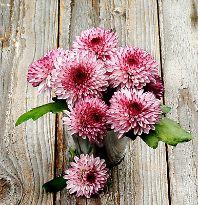 포토 JPG 해외이미지 식물 꽃잎 꽃 분홍색 꽃다발 잎 국화 사람없음 빨간색 초록색 컬러풀 갈색 회색 성장 벚꽃 흰색 시골 신선 은색 자르기 다발 배열 데이지 통조림 해외202004 해외포토 컬러 모션 파일형식 이미지허브