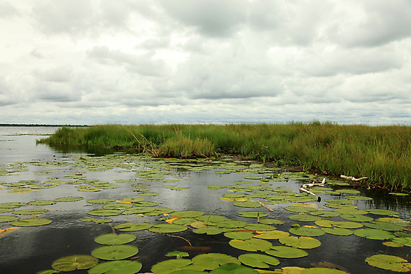 포토 JPG 해외이미지 구름 공원 호수 여행 아프리카 하늘 풍경 사람없음 물 반사 평화 검은색 침묵 거울 게임 시골 행운 보호 습지 땅 사파리 생태계 지역 멀리 동쪽 설정 내추럴 패드 개발 우간다 전국 해외202004 해외포토 자연요소 공공시설 나라 컬러 컨셉 놀이 소리 방향 파일형식 이미지허브