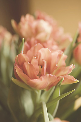 포토 JPG 해외이미지 꽃 분홍색 꽃다발 따뜻함 사람없음 장식 초록색 꽃병 봄 튤립 4월 해외202004 해외포토 식물 계절 컬러 날짜 파일형식 이미지허브