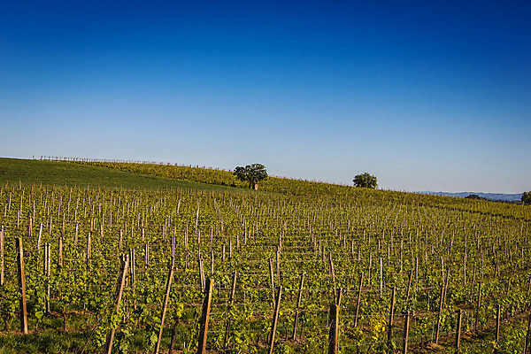 포토 JPG 해외이미지 나무 농업 자연 하늘 풍경 사람없음 초록색 파란색 와인 이탈리아 시골 언덕 포도밭 포도나무 산기슭 양조장 줄서기 해외202004 해외포토 식물 유럽 산업 컬러 밭 모션 산 주류 과일나무 생태계 파일형식 이미지허브