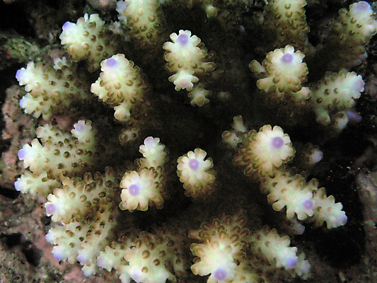 포토 JPG 해외이미지 동물 야생동물 바다 여행 생물 어류 사람없음 물 파란색 수중 산호 호주 큼 아래 다이빙 암초 북쪽 동쪽 깊이 해외202004 해외포토 자연요소 컬러 수영 수중동물 오세아니아 자포동물 크기 방향 위치 수중스포츠 파일형식 이미지허브